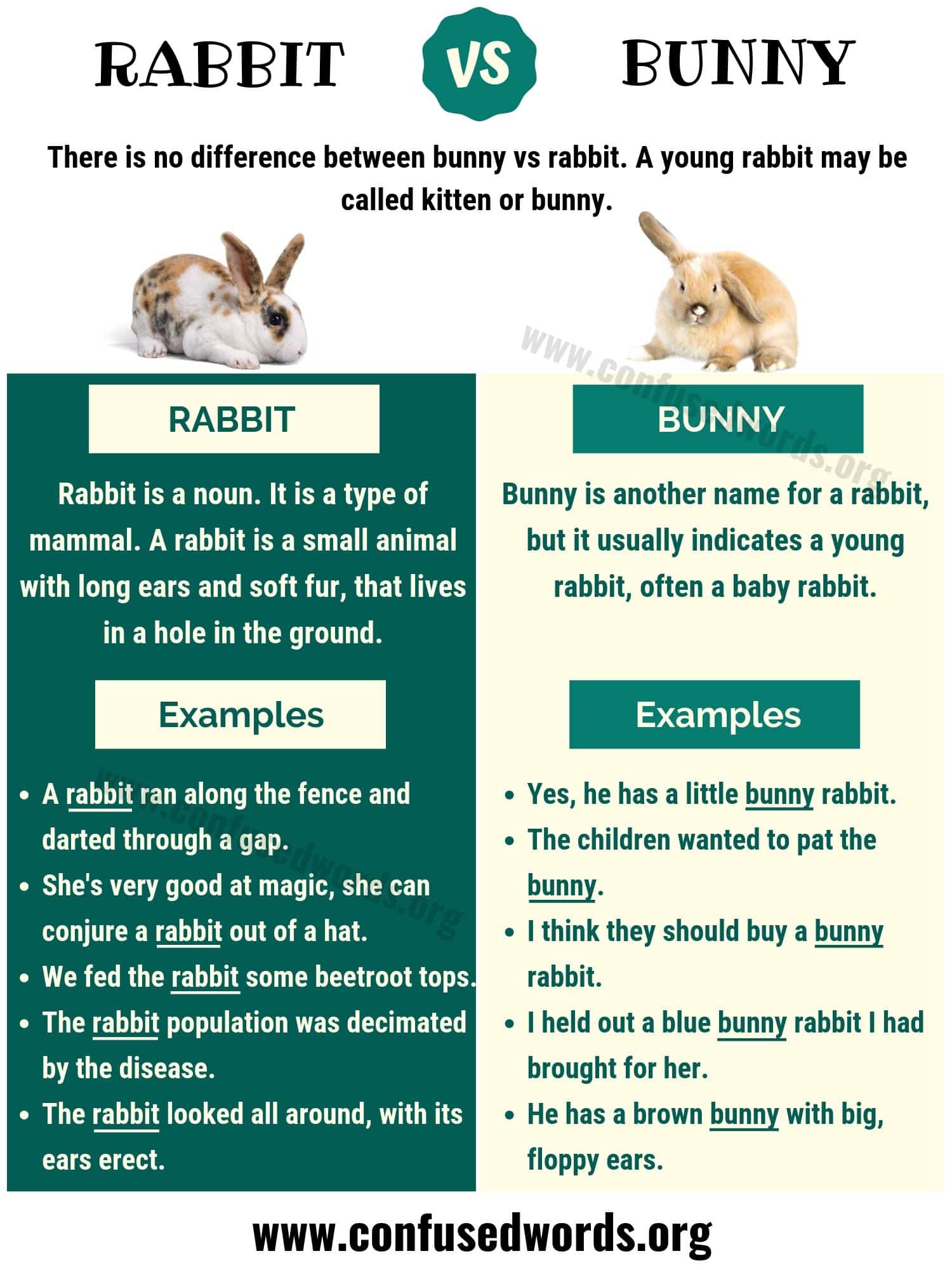 Bunny vs Rabbit