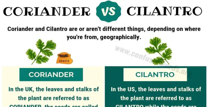Coriander vs Cilantro