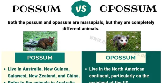 Possum vs Opossum