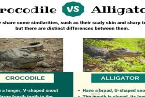 Crocodile vs. Alligator: What’s the Difference?