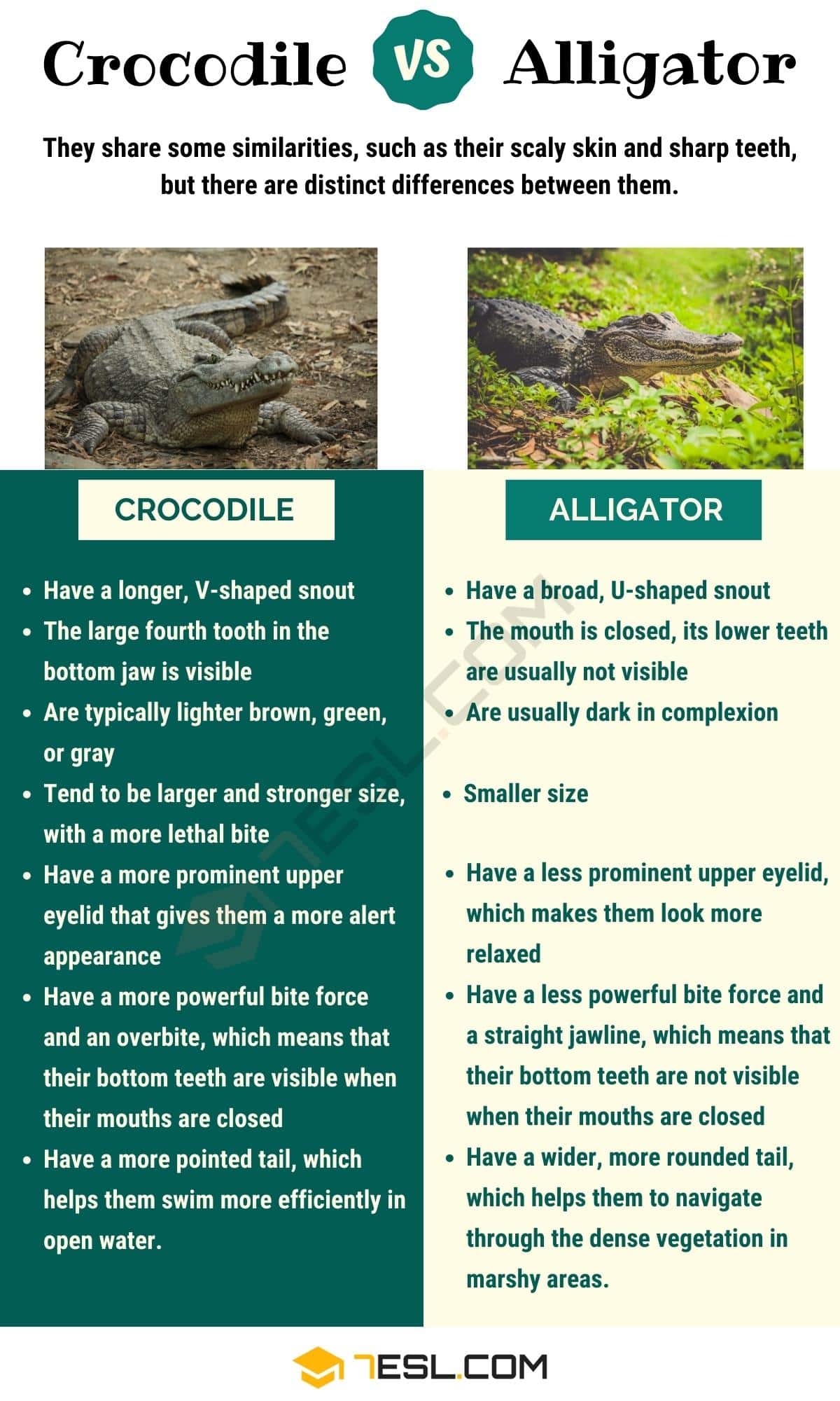 Crocodile vs. Alligator